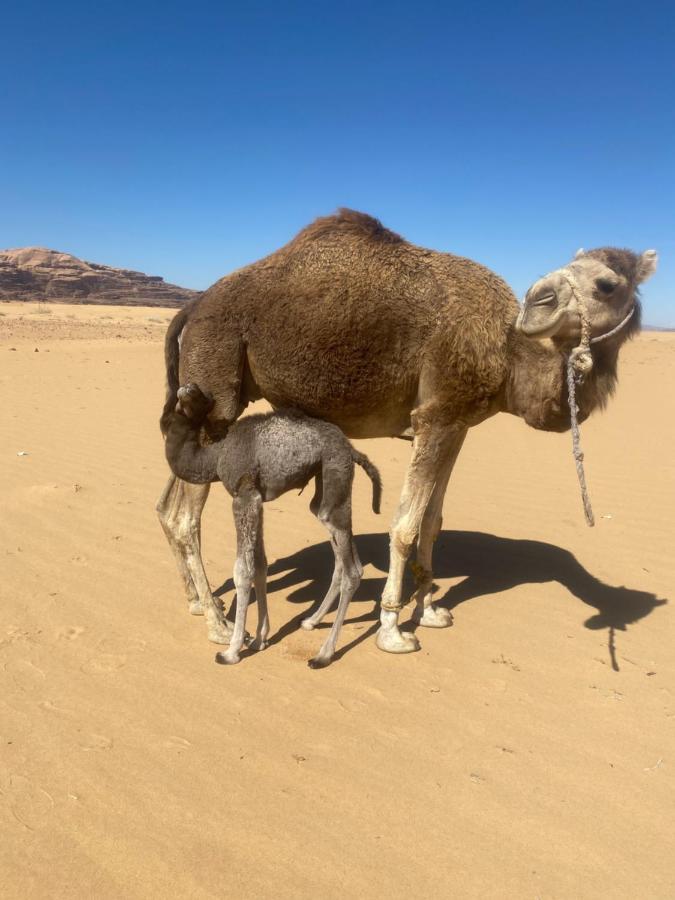 Wadi Rum Albasli Экстерьер фото